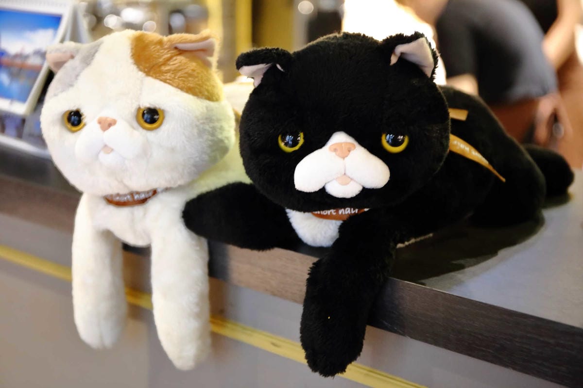 【食。永和】貓子曬太陽〜親子寵物友善餐廳。隱身巷弄的老宅且充滿歐風餐廳氛圍，CP值高的創意義式料理+早午餐