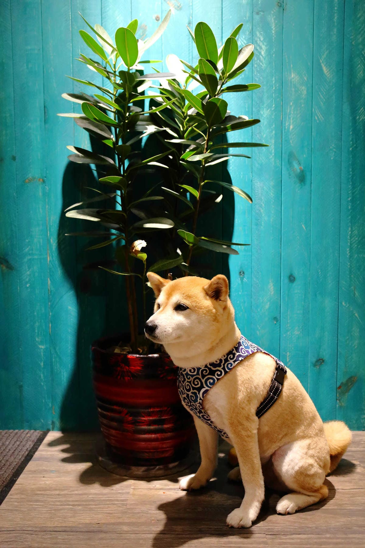 【食。永和】貓子曬太陽〜親子寵物友善餐廳。隱身巷弄的老宅且充滿歐風餐廳氛圍，CP值高的創意義式料理+早午餐