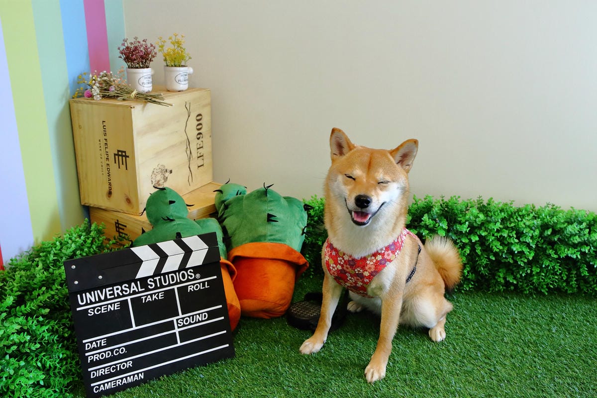 【食。桃園】啊雜 AAAzakka〜IG粉別錯過，超可愛壽司，健康零負擔×造型超多樣，讓你一口也捨不得咬下去