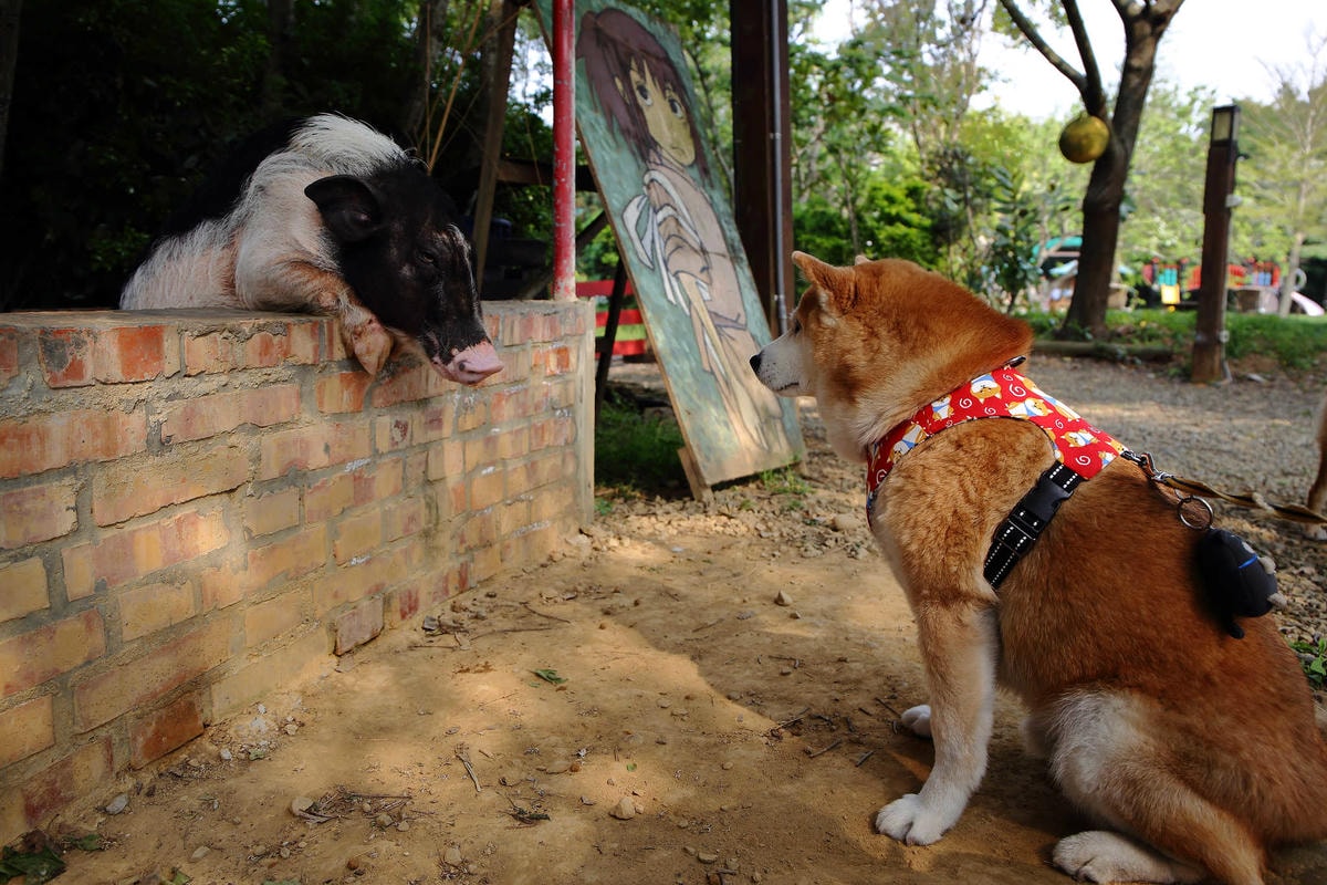 【遊。新竹】松湖休閒親子莊園〜新竹親子景點。沙坑/戲水池/溜滑梯/草皮/釣魚,讓爸媽、小孩都能放鬆的休閒農場