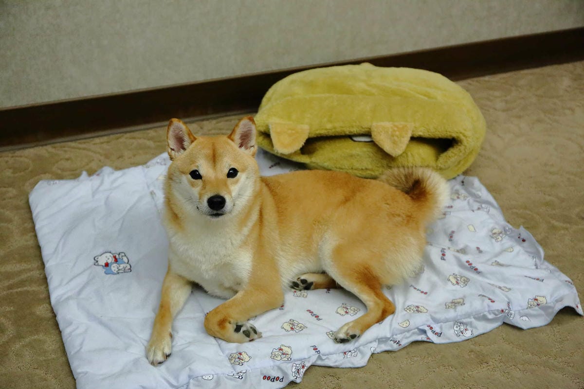 【宿。嘉義】冠閣商務大飯店〜出發！帶毛小孩來去住一晚！寵物友善飯店，毛小孩友善房，一泊一食，出遊去囉