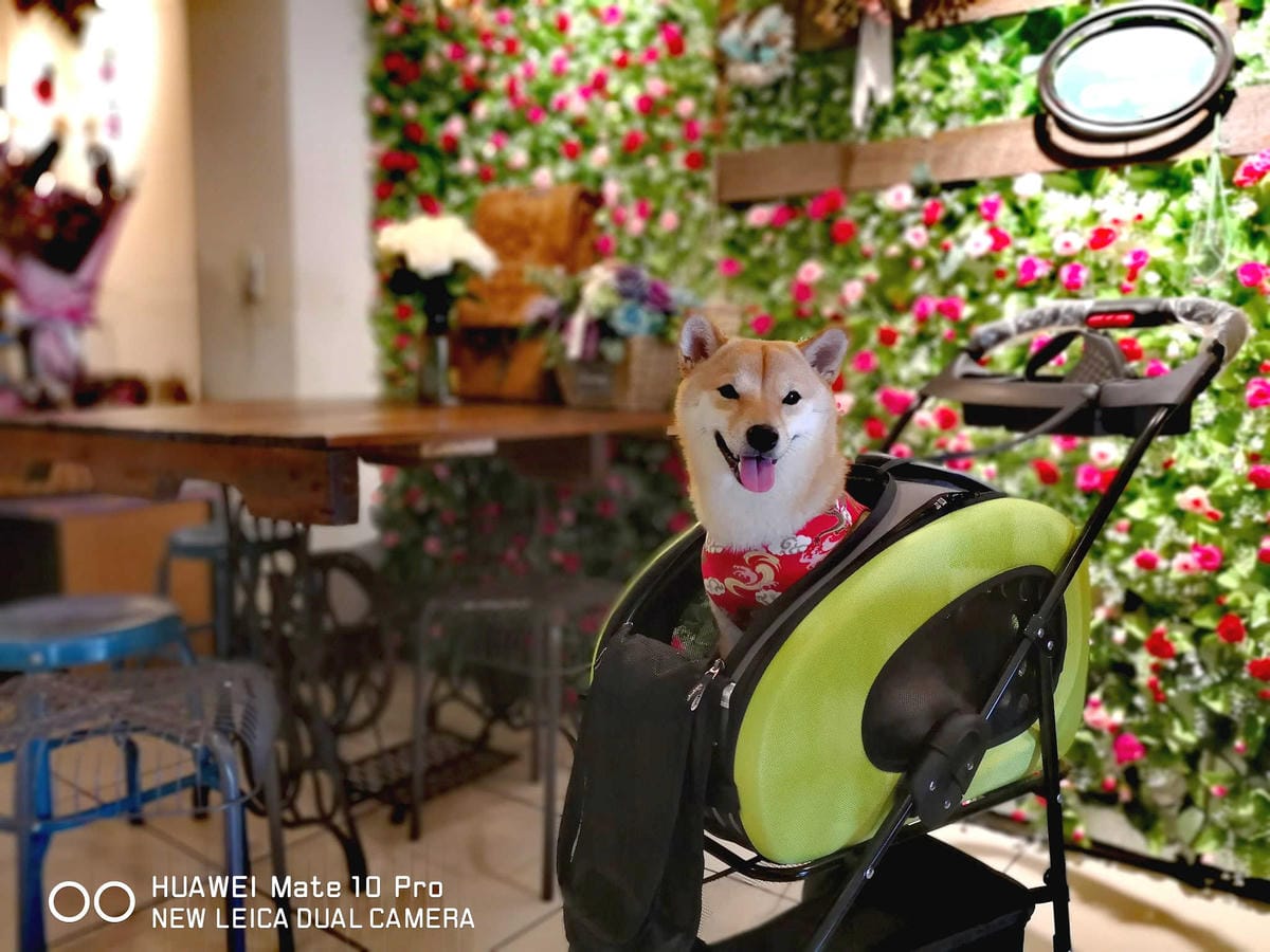 【宿。嘉義】冠閣商務大飯店〜出發！帶毛小孩來去住一晚！寵物友善飯店，毛小孩友善房，一泊一食，出遊去囉