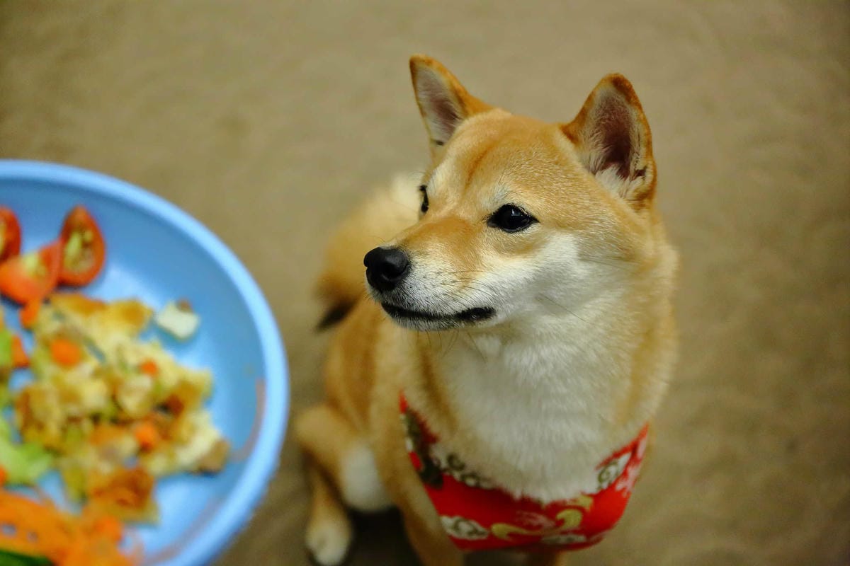 【宿。嘉義】冠閣商務大飯店〜出發！帶毛小孩來去住一晚！寵物友善飯店，毛小孩友善房，一泊一食，出遊去囉