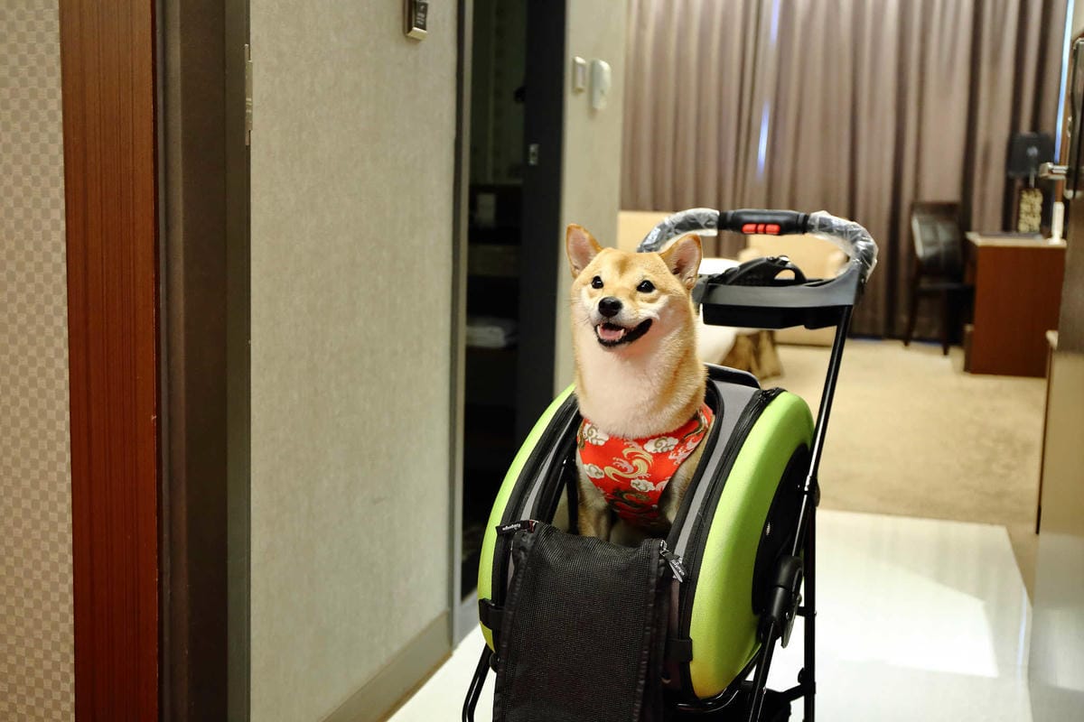 【宿。嘉義】冠閣商務大飯店〜出發！帶毛小孩來去住一晚！寵物友善飯店，毛小孩友善房，一泊一食，出遊去囉