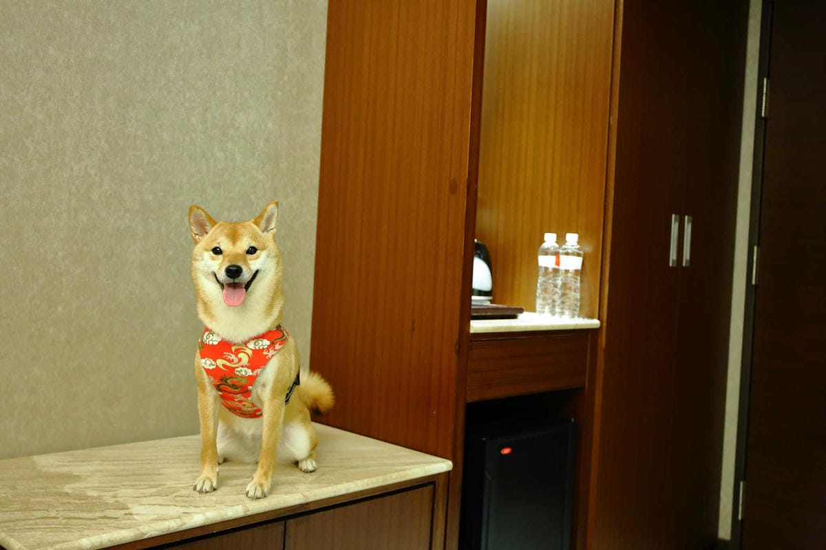 【宿。嘉義】冠閣商務大飯店〜出發！帶毛小孩來去住一晚！寵物友善飯店，毛小孩友善房，一泊一食，出遊去囉