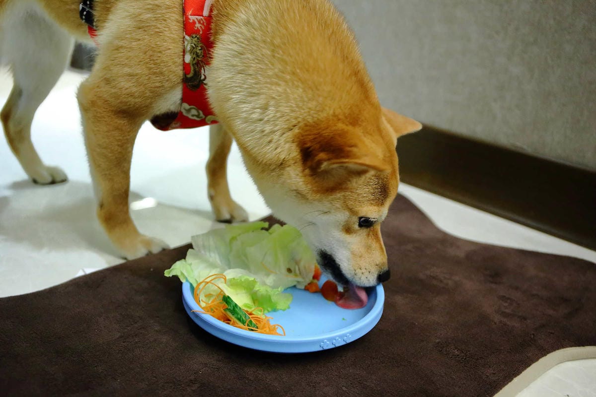 【宿。嘉義】冠閣商務大飯店〜出發！帶毛小孩來去住一晚！寵物友善飯店，毛小孩友善房，一泊一食，出遊去囉