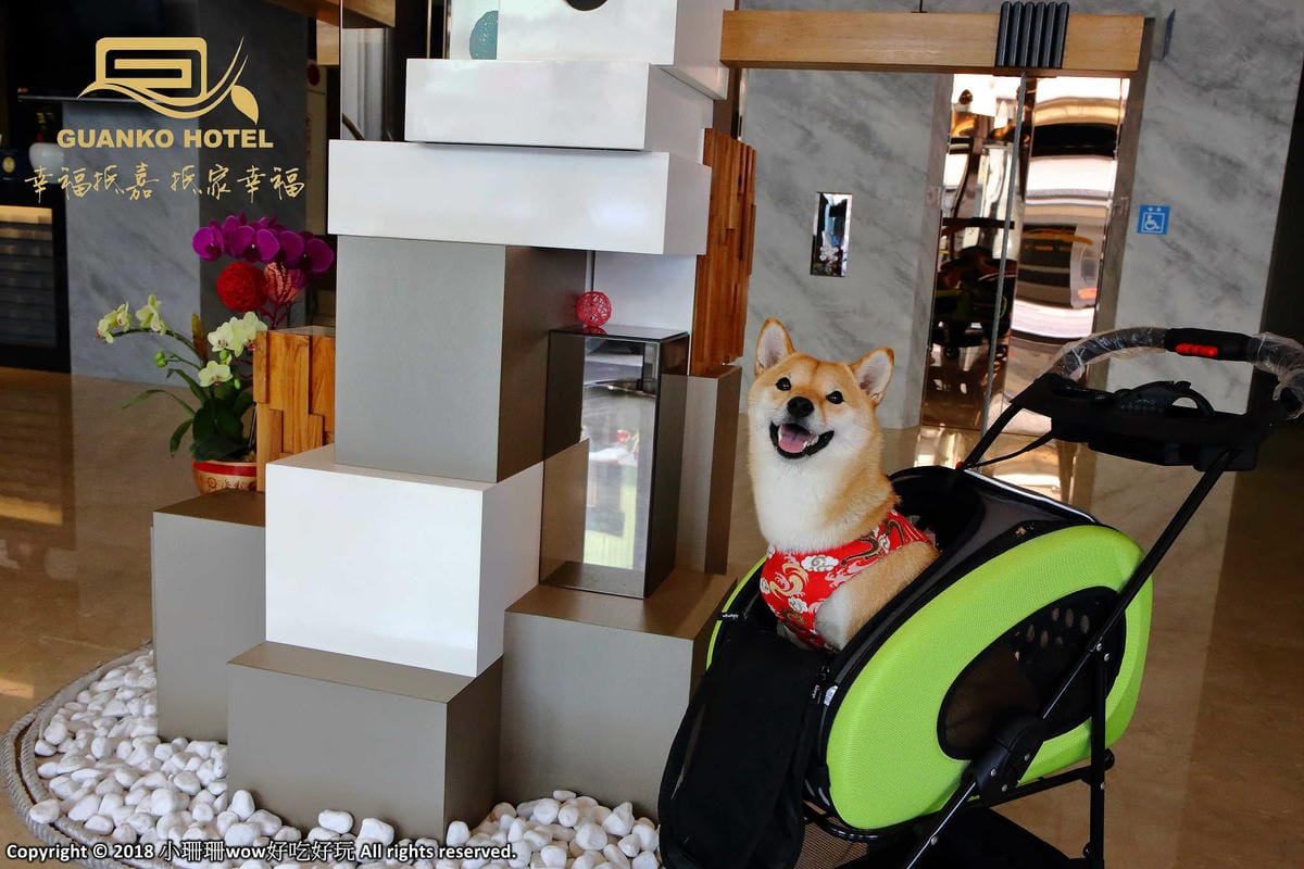 【宿。嘉義】冠閣商務大飯店〜出發！帶毛小孩來去住一晚！寵物友善飯店，毛小孩友善房，一泊一食，出遊去囉