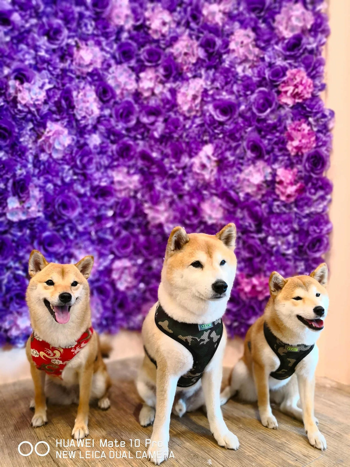 【食。台北】刺蝟小妞•創意調飲 特製輕食〜療癒系寵物友善餐廳。寵物迷必收藏,刺蝟萌樣,可愛到融化你的心!(已歇業)