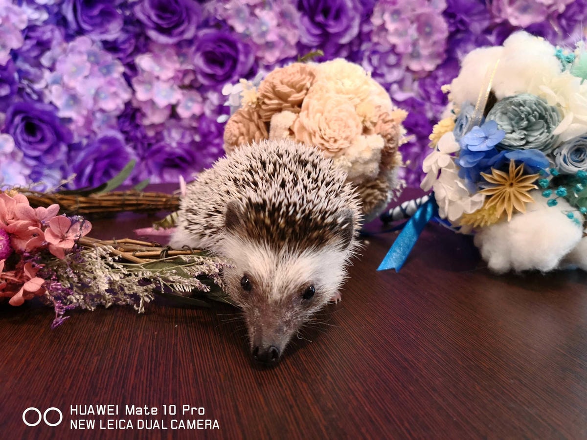 【食。台北】刺蝟小妞•創意調飲 特製輕食〜療癒系寵物友善餐廳。寵物迷必收藏,刺蝟萌樣,可愛到融化你的心!(已歇業)