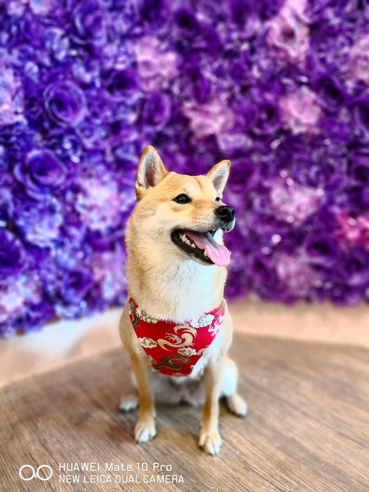 【食。台北】刺蝟小妞•創意調飲 特製輕食〜療癒系寵物友善餐廳。寵物迷必收藏,刺蝟萌樣,可愛到融化你的心!(已歇業)