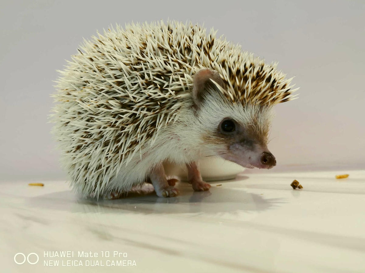 【食。台北】刺蝟小妞•創意調飲 特製輕食〜療癒系寵物友善餐廳。寵物迷必收藏,刺蝟萌樣,可愛到融化你的心!(已歇業)