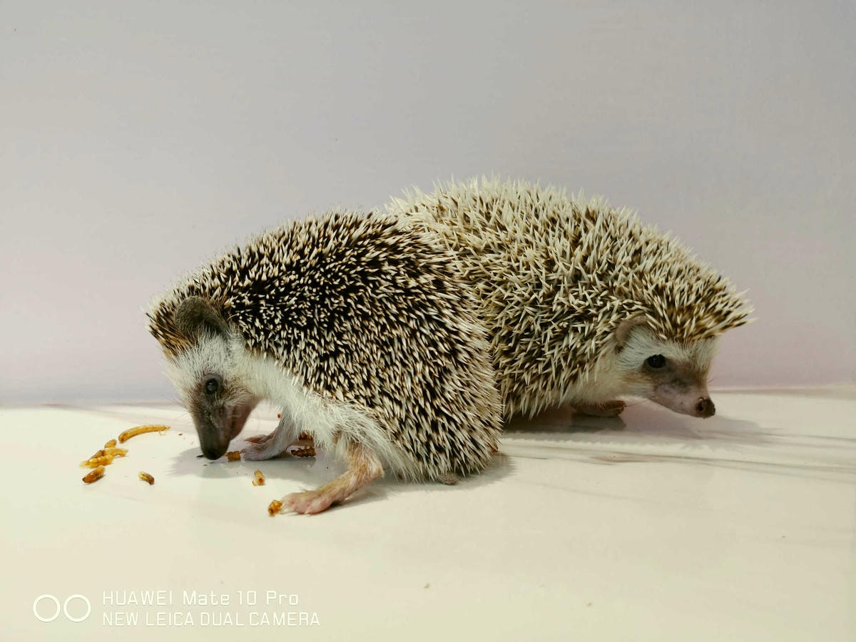 【食。台北】刺蝟小妞•創意調飲 特製輕食〜療癒系寵物友善餐廳。寵物迷必收藏,刺蝟萌樣,可愛到融化你的心!(已歇業)