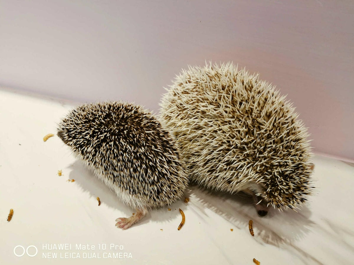 【食。台北】刺蝟小妞•創意調飲 特製輕食〜療癒系寵物友善餐廳。寵物迷必收藏,刺蝟萌樣,可愛到融化你的心!(已歇業)