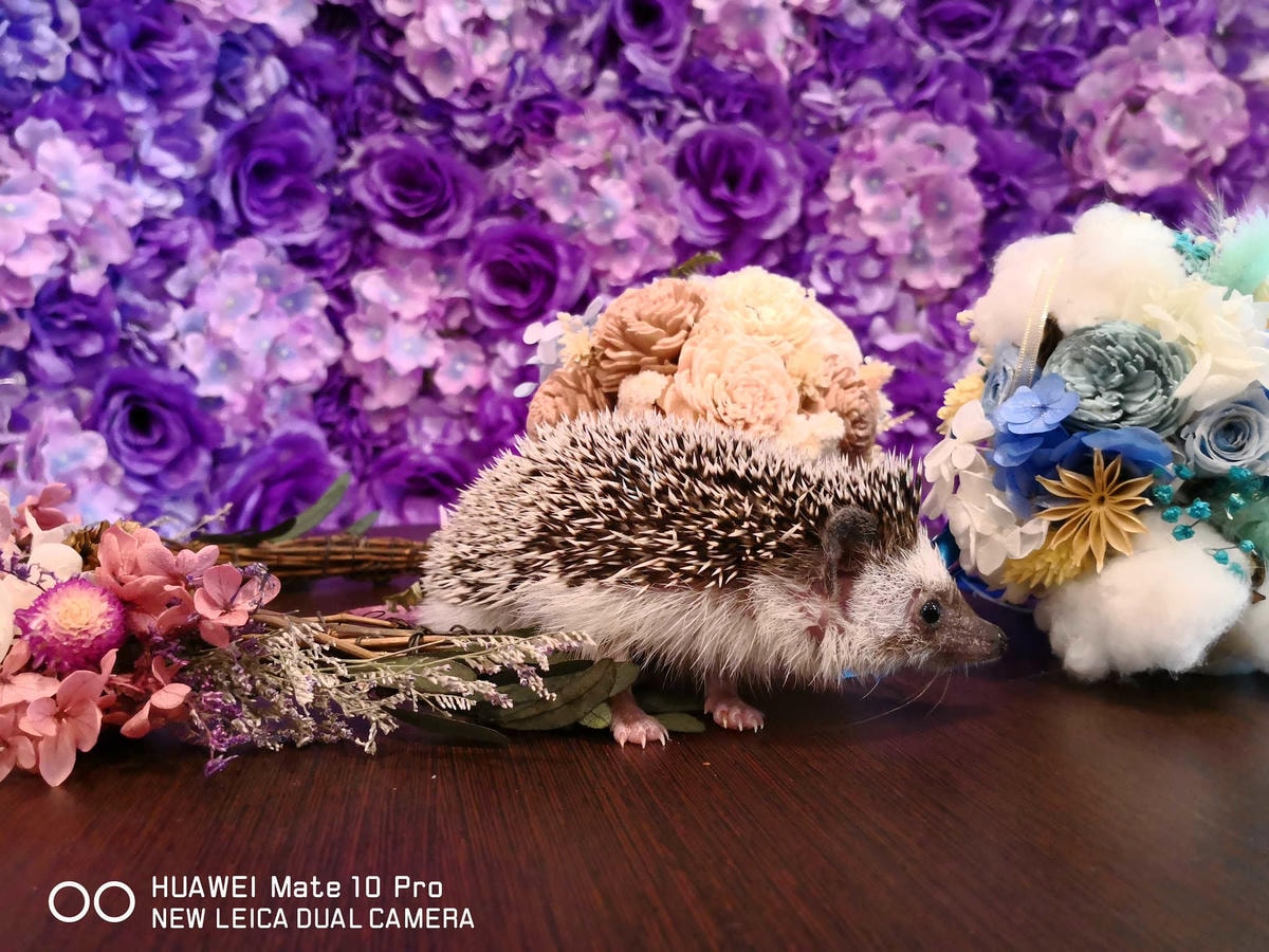 【食。台北】刺蝟小妞•創意調飲 特製輕食〜療癒系寵物友善餐廳。寵物迷必收藏,刺蝟萌樣,可愛到融化你的心!(已歇業)