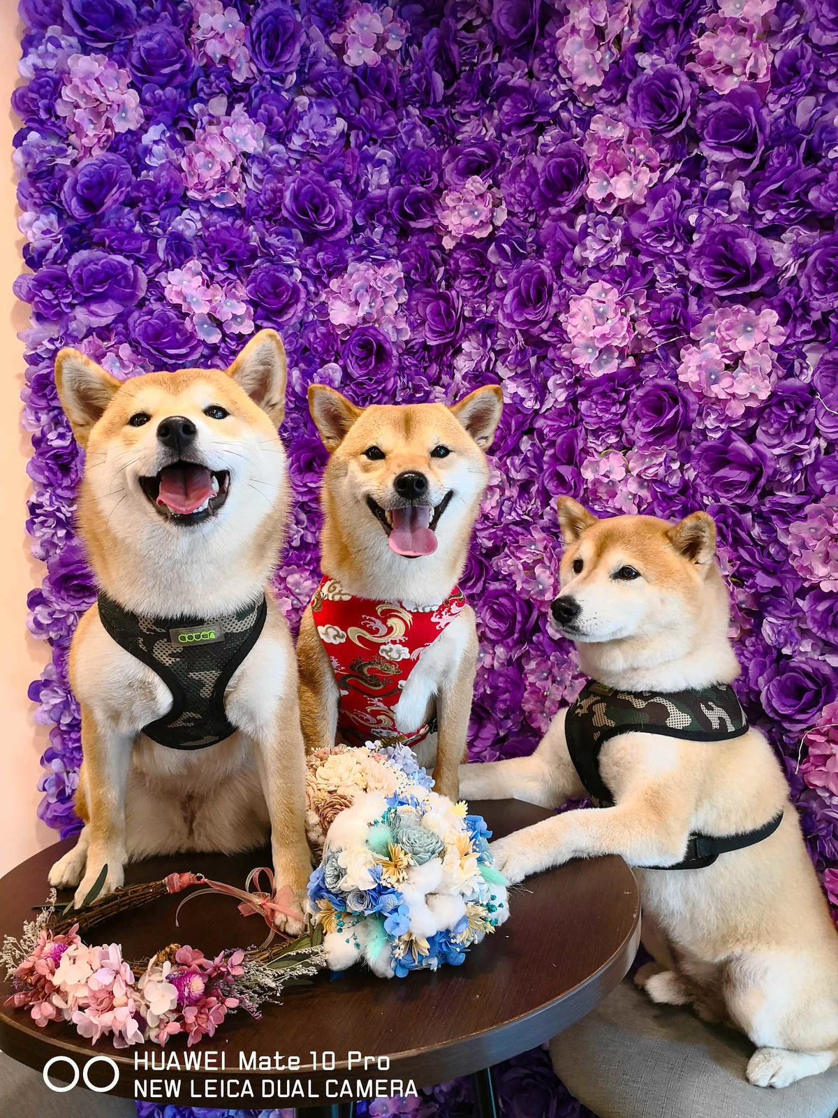 【食。台北】刺蝟小妞•創意調飲 特製輕食〜療癒系寵物友善餐廳。寵物迷必收藏,刺蝟萌樣,可愛到融化你的心!(已歇業)