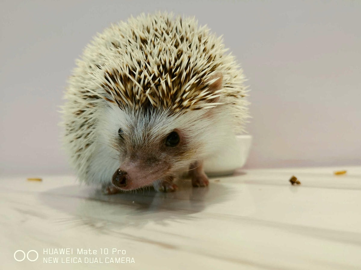 【食。台北】刺蝟小妞•創意調飲 特製輕食〜療癒系寵物友善餐廳。寵物迷必收藏,刺蝟萌樣,可愛到融化你的心!(已歇業)