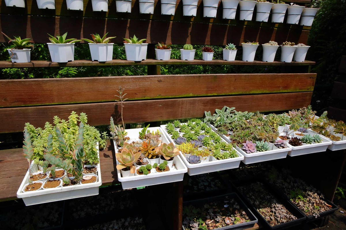 【遊。桃園】麗多花鳥寵物世界Lidoworld〜週末何處去？來趟森林浴吧，台灣唯一犬貓互動園區，溜小孩(毛小孩)的好地方！無料免費入場