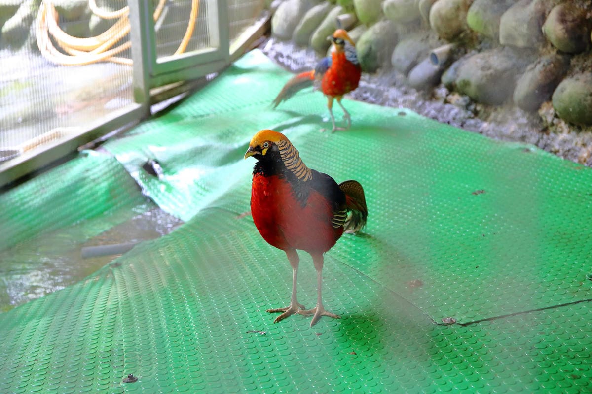 【遊。桃園】麗多花鳥寵物世界Lidoworld〜週末何處去？來趟森林浴吧，台灣唯一犬貓互動園區，溜小孩(毛小孩)的好地方！無料免費入場