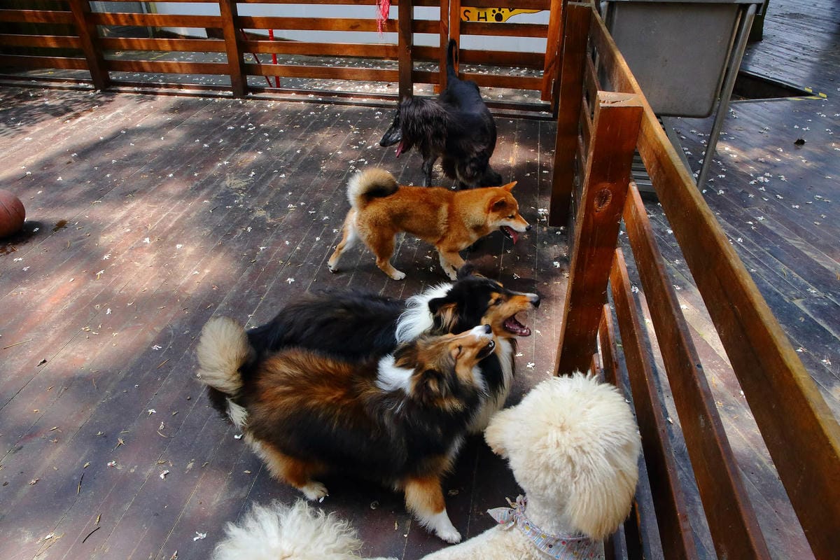 【遊。桃園】麗多花鳥寵物世界Lidoworld〜週末何處去？來趟森林浴吧，台灣唯一犬貓互動園區，溜小孩(毛小孩)的好地方！無料免費入場