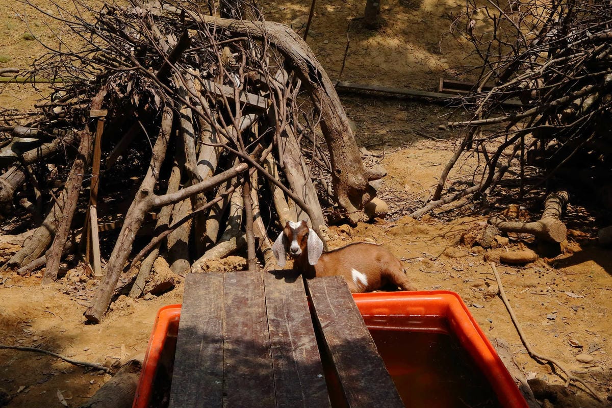 【遊。桃園】麗多花鳥寵物世界Lidoworld〜週末何處去？來趟森林浴吧，台灣唯一犬貓互動園區，溜小孩(毛小孩)的好地方！無料免費入場