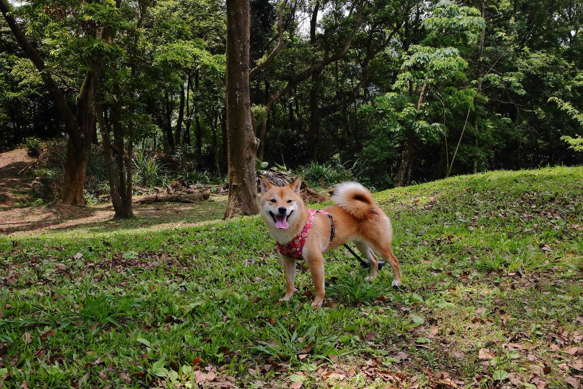 【遊。桃園】麗多花鳥寵物世界Lidoworld〜週末何處去？來趟森林浴吧，台灣唯一犬貓互動園區，溜小孩(毛小孩)的好地方！無料免費入場