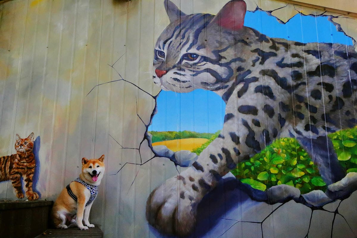 【遊。桃園】麗多花鳥寵物世界Lidoworld〜週末何處去？來趟森林浴吧，台灣唯一犬貓互動園區，溜小孩(毛小孩)的好地方！無料免費入場