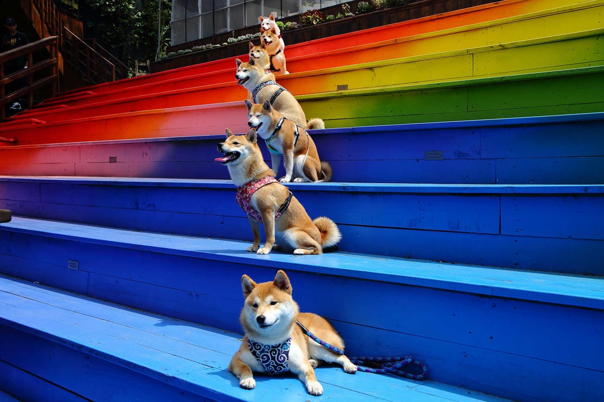 【遊。桃園】麗多花鳥寵物世界Lidoworld〜週末何處去？來趟森林浴吧，台灣唯一犬貓互動園區，溜小孩(毛小孩)的好地方！無料免費入場