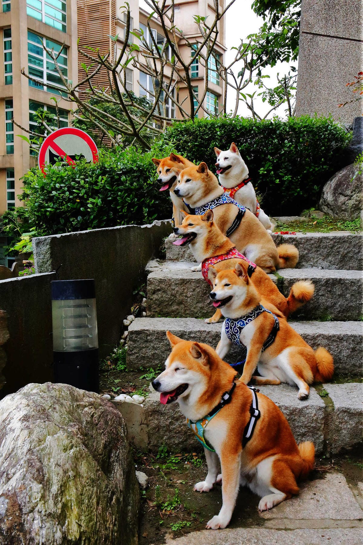 【遊。桃園】麗多花鳥寵物世界Lidoworld〜週末何處去？來趟森林浴吧，台灣唯一犬貓互動園區，溜小孩(毛小孩)的好地方！無料免費入場