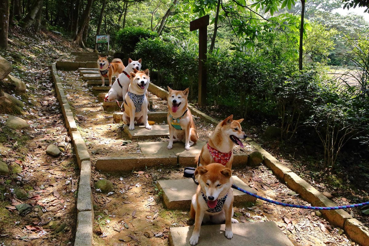 【遊。桃園】麗多花鳥寵物世界Lidoworld〜週末何處去？來趟森林浴吧，台灣唯一犬貓互動園區，溜小孩(毛小孩)的好地方！無料免費入場