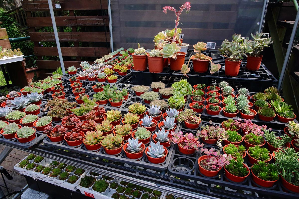 【遊。桃園】麗多花鳥寵物世界Lidoworld〜週末何處去？來趟森林浴吧，台灣唯一犬貓互動園區，溜小孩(毛小孩)的好地方！無料免費入場