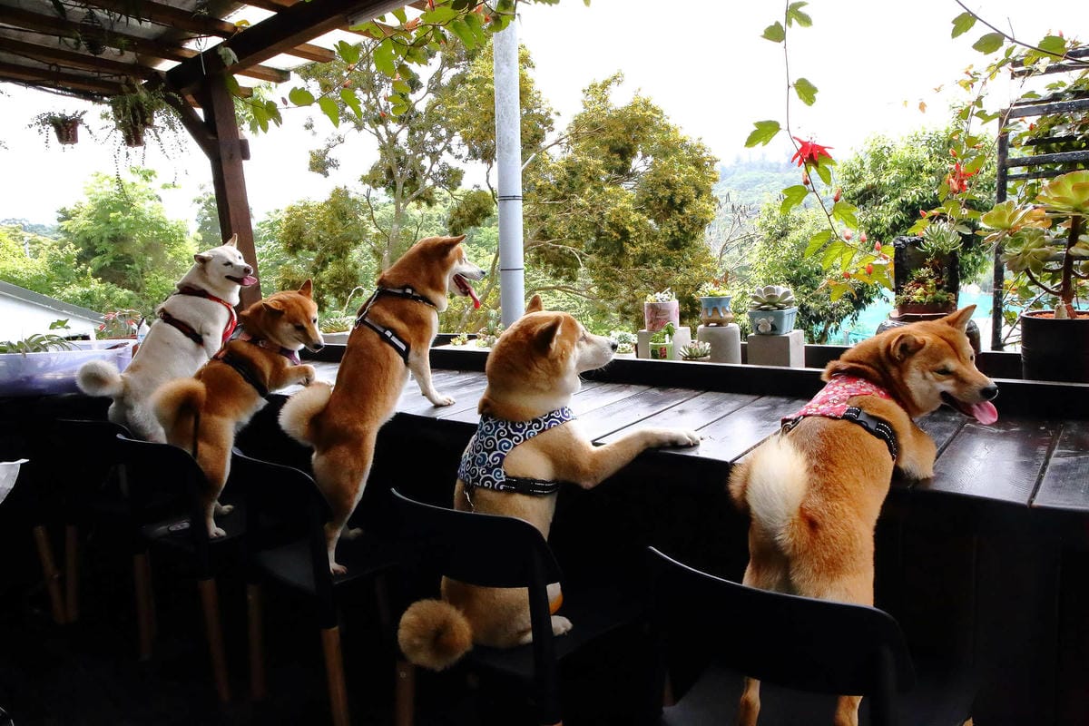 【遊。桃園】麗多花鳥寵物世界Lidoworld〜週末何處去？來趟森林浴吧，台灣唯一犬貓互動園區，溜小孩(毛小孩)的好地方！無料免費入場