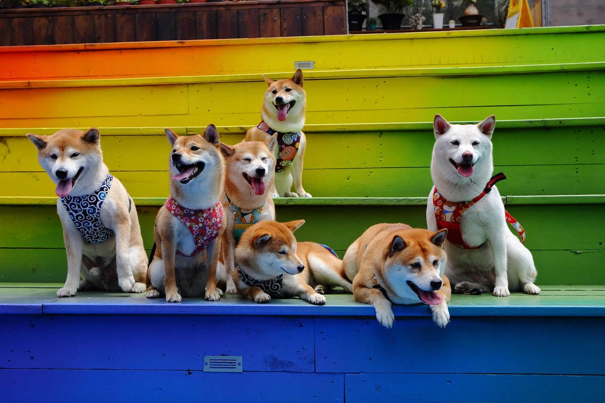 【遊。桃園】麗多花鳥寵物世界Lidoworld〜週末何處去？來趟森林浴吧，台灣唯一犬貓互動園區，溜小孩(毛小孩)的好地方！無料免費入場