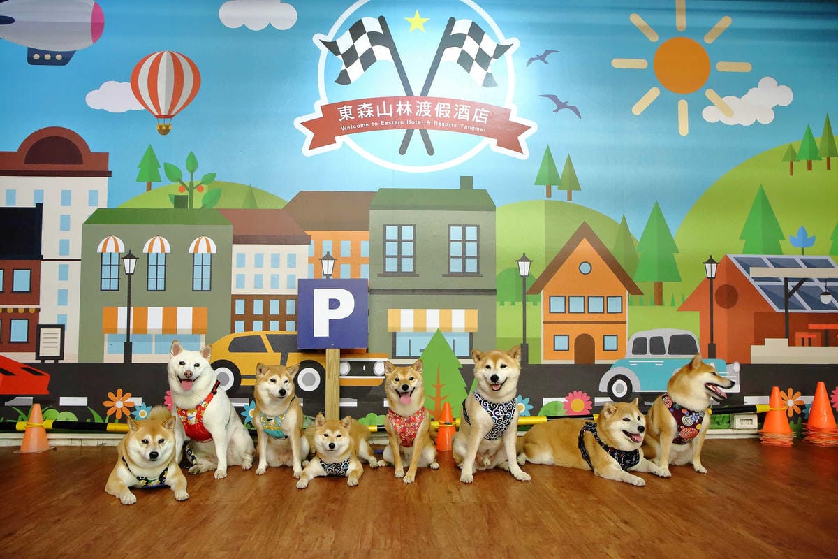 【遊。桃園】麗多花鳥寵物世界Lidoworld〜週末何處去？來趟森林浴吧，台灣唯一犬貓互動園區，溜小孩(毛小孩)的好地方！無料免費入場