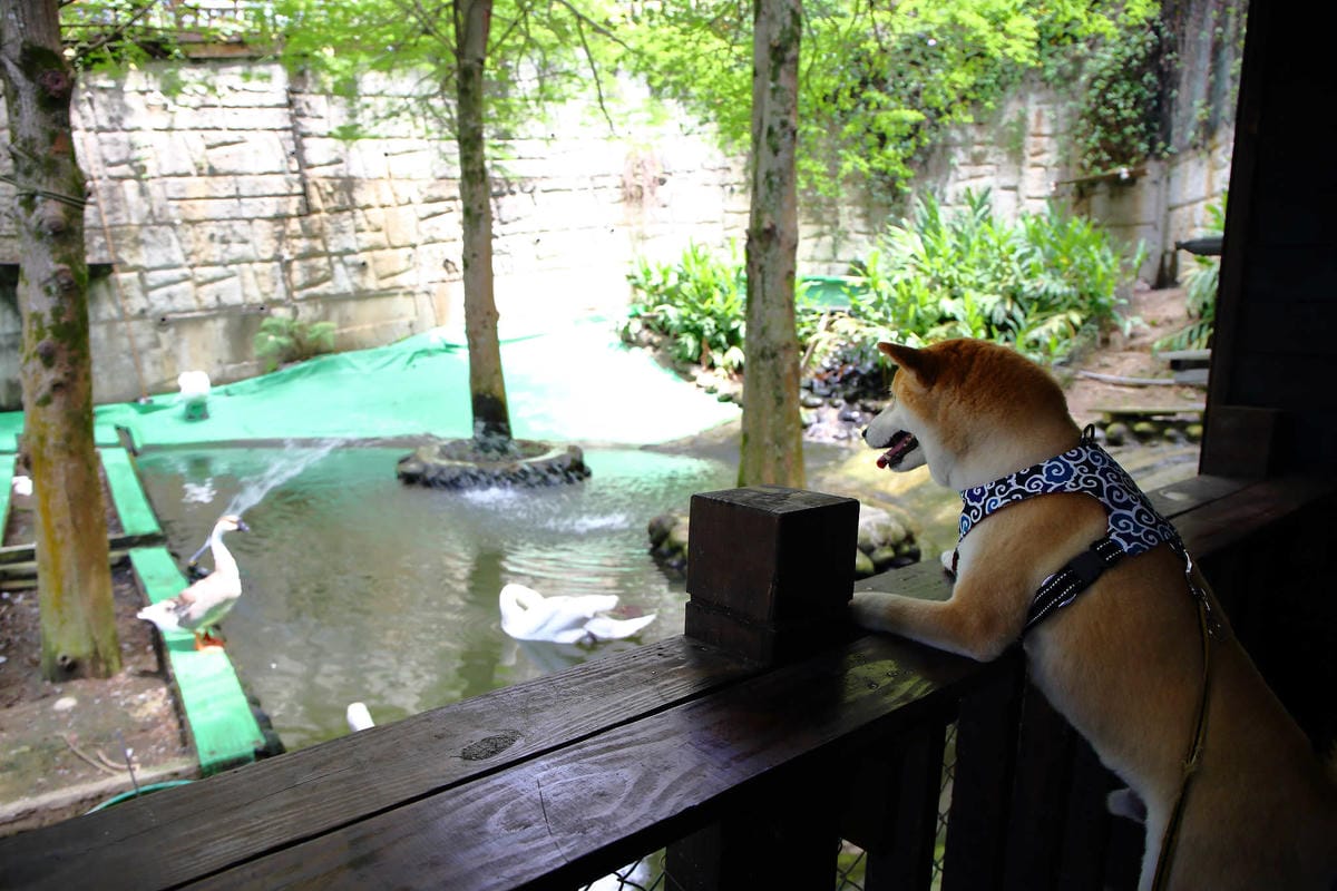 【遊。桃園】麗多花鳥寵物世界Lidoworld〜週末何處去？來趟森林浴吧，台灣唯一犬貓互動園區，溜小孩(毛小孩)的好地方！無料免費入場