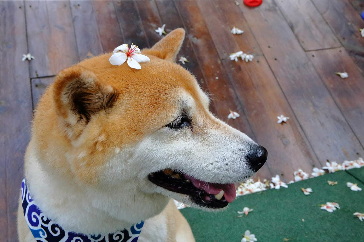 【遊。桃園】麗多花鳥寵物世界Lidoworld〜週末何處去？來趟森林浴吧，台灣唯一犬貓互動園區，溜小孩(毛小孩)的好地方！無料免費入場