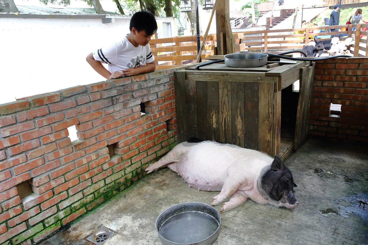 【遊。桃園】麗多花鳥寵物世界Lidoworld〜週末何處去？來趟森林浴吧，台灣唯一犬貓互動園區，溜小孩(毛小孩)的好地方！無料免費入場