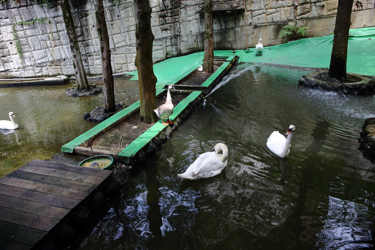 【遊。桃園】麗多花鳥寵物世界Lidoworld〜週末何處去？來趟森林浴吧，台灣唯一犬貓互動園區，溜小孩(毛小孩)的好地方！無料免費入場