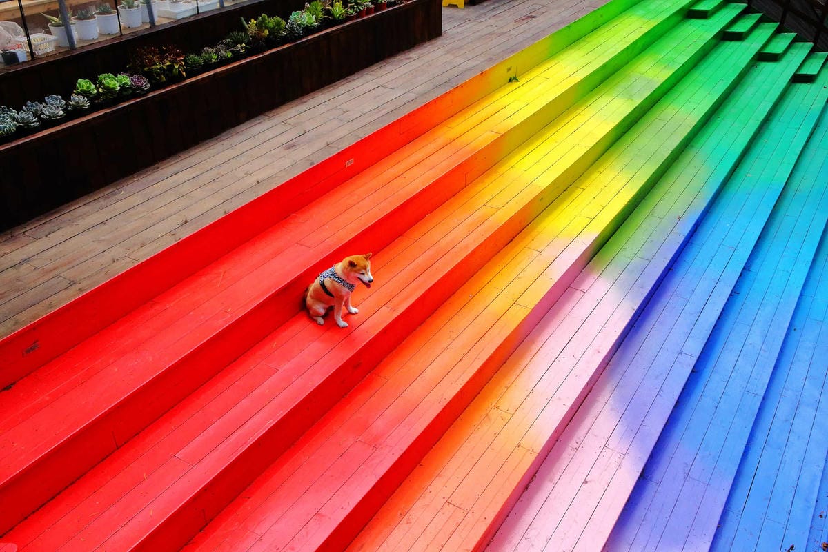 【遊。桃園】麗多花鳥寵物世界Lidoworld〜週末何處去？來趟森林浴吧，台灣唯一犬貓互動園區，溜小孩(毛小孩)的好地方！無料免費入場