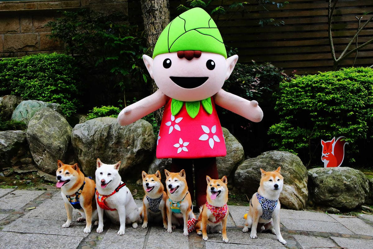 【遊。桃園】麗多花鳥寵物世界Lidoworld〜週末何處去？來趟森林浴吧，台灣唯一犬貓互動園區，溜小孩(毛小孩)的好地方！無料免費入場