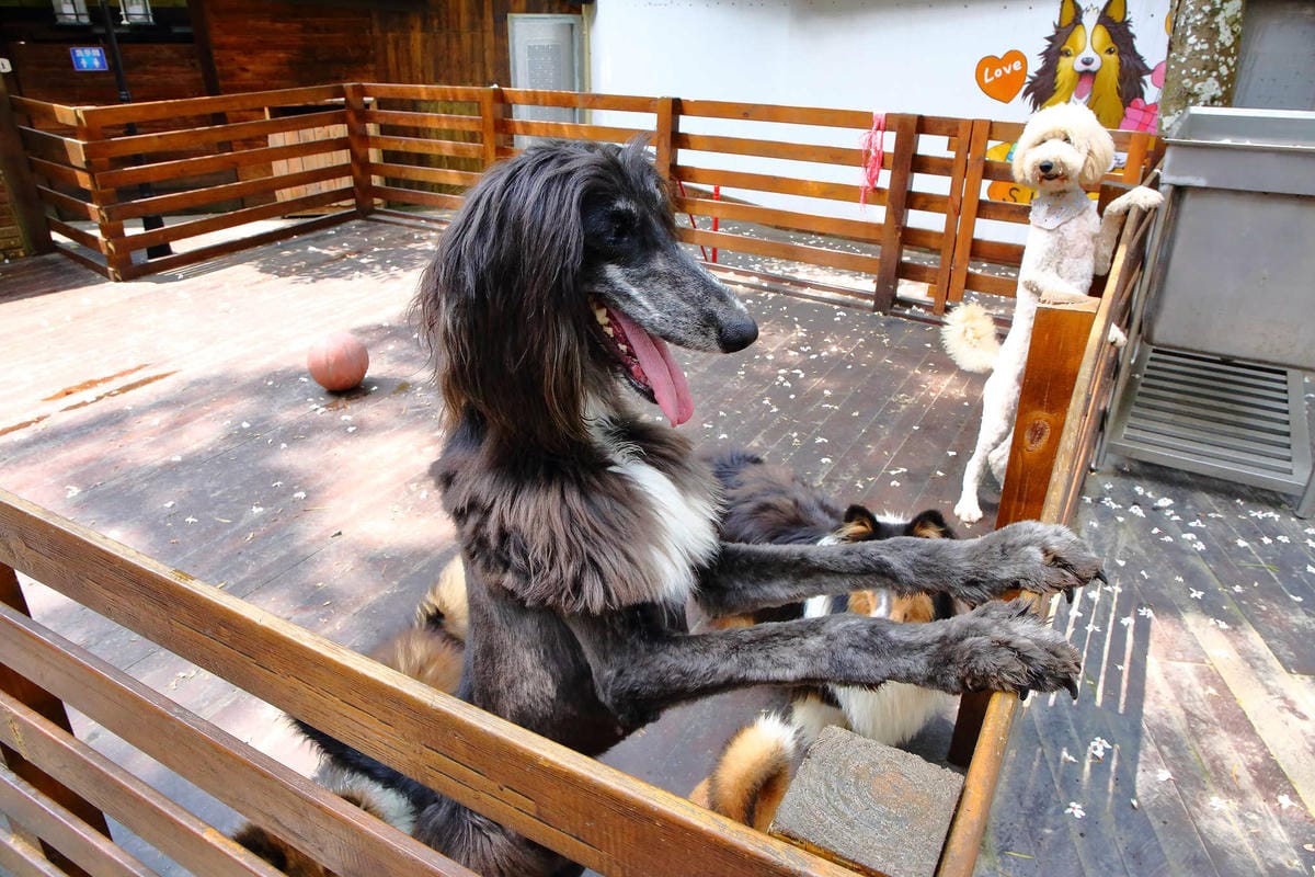 【遊。桃園】麗多花鳥寵物世界Lidoworld〜週末何處去？來趟森林浴吧，台灣唯一犬貓互動園區，溜小孩(毛小孩)的好地方！無料免費入場