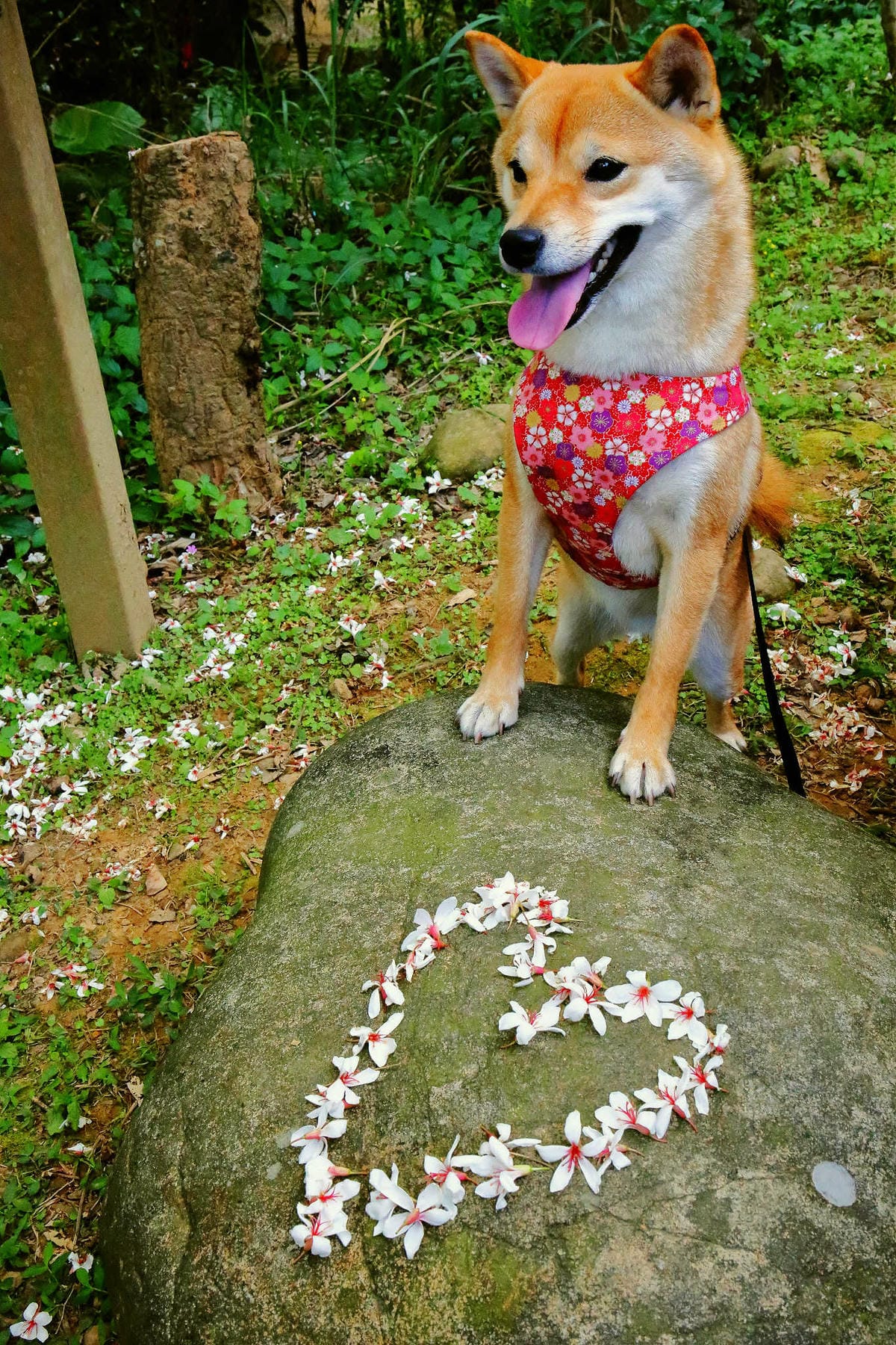 【遊。桃園】麗多花鳥寵物世界Lidoworld〜週末何處去？來趟森林浴吧，台灣唯一犬貓互動園區，溜小孩(毛小孩)的好地方！無料免費入場