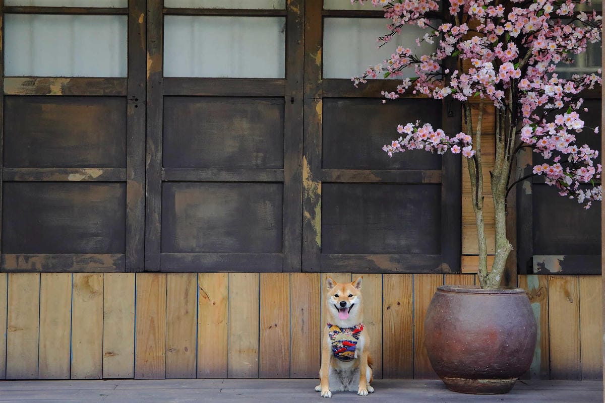 【遊。苗栗】愛麗絲的天空攝影基地〜結婚吧！專屬婚紗攝影景點，完成夢想中的婚禮！(限定開放)