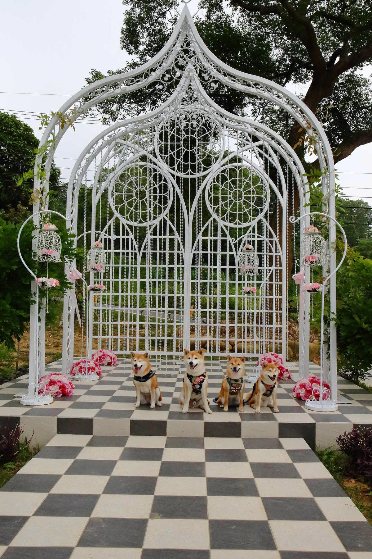 【遊。苗栗】愛麗絲的天空攝影基地〜結婚吧！專屬婚紗攝影景點，完成夢想中的婚禮！(限定開放)