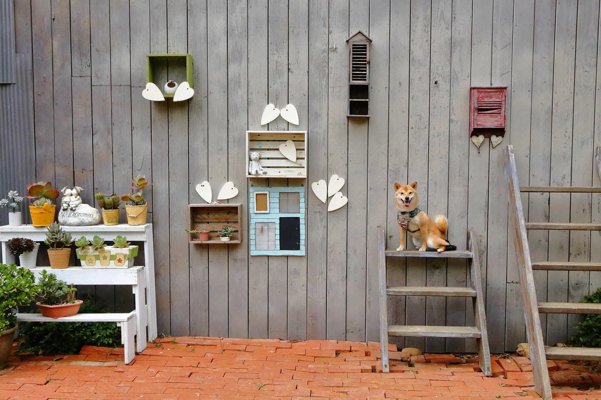 【遊。苗栗】愛麗絲的天空攝影基地〜結婚吧！專屬婚紗攝影景點，完成夢想中的婚禮！(限定開放)