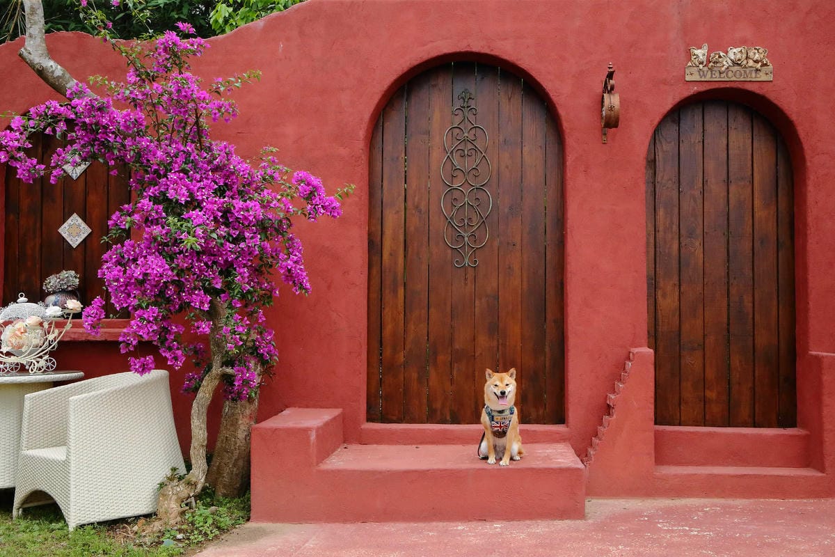 【遊。苗栗】愛麗絲的天空攝影基地〜結婚吧！專屬婚紗攝影景點，完成夢想中的婚禮！(限定開放)