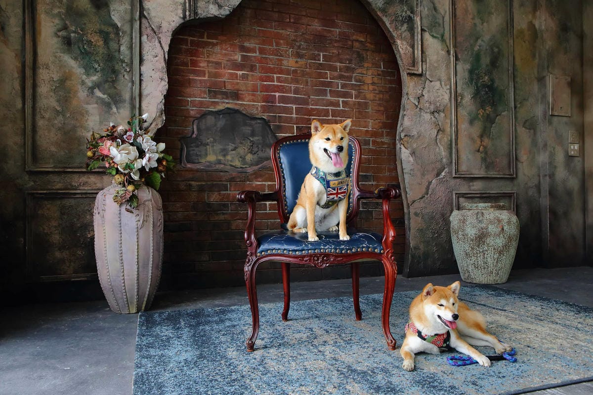 【遊。苗栗】愛麗絲的天空攝影基地〜結婚吧！專屬婚紗攝影景點，完成夢想中的婚禮！(限定開放)