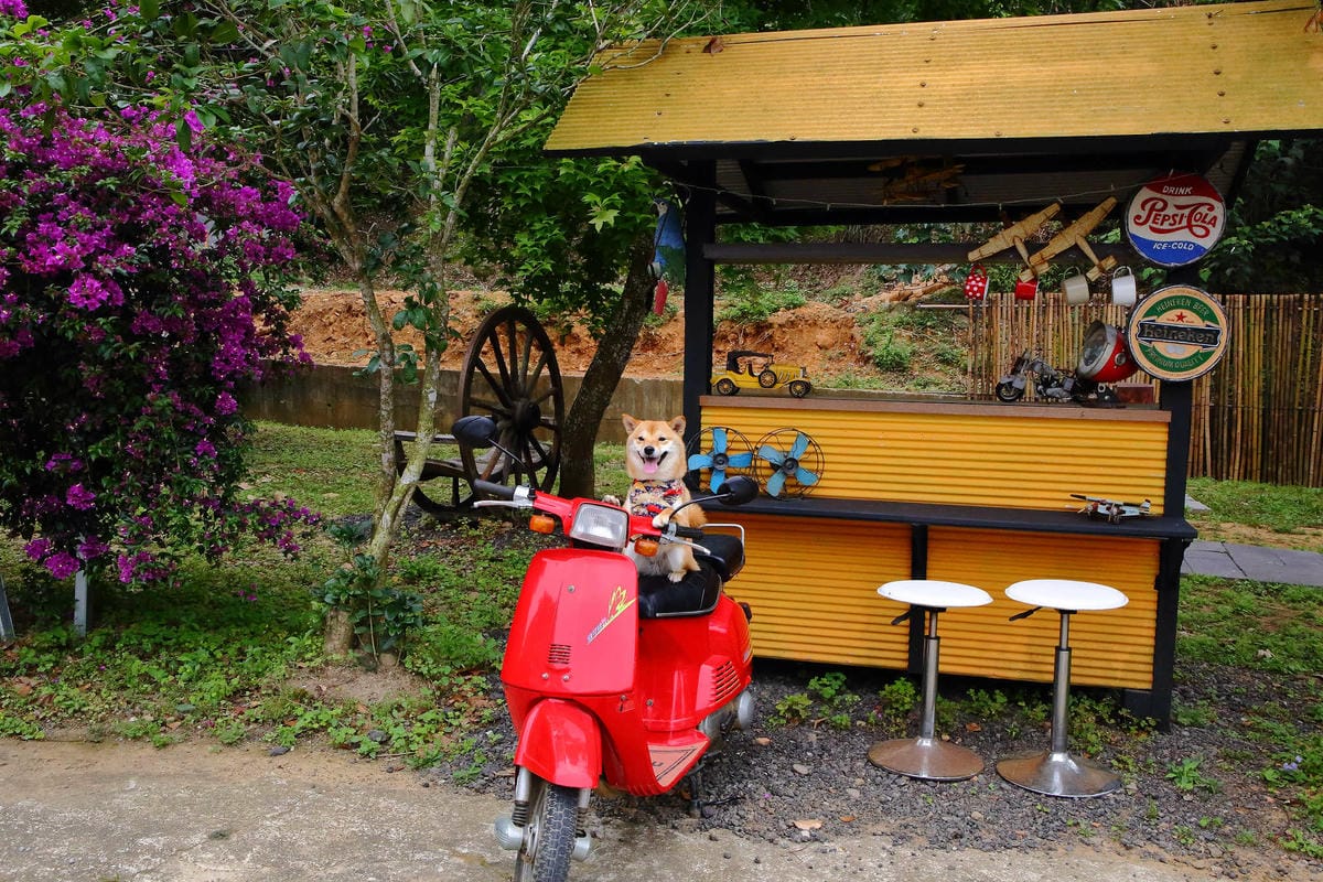 【遊。苗栗】愛麗絲的天空攝影基地〜結婚吧！專屬婚紗攝影景點，完成夢想中的婚禮！(限定開放)