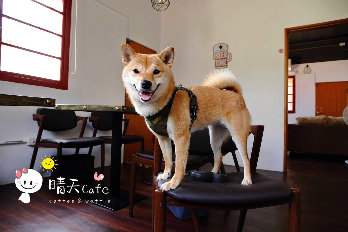 【食。中壢】晴天咖啡sunny cafe〜IG打卡新亮點！隱身巷弄老宅打造咖啡館，一次擁有彩繪&老屋風，文青最愛的懷舊愜意！(已歇業)