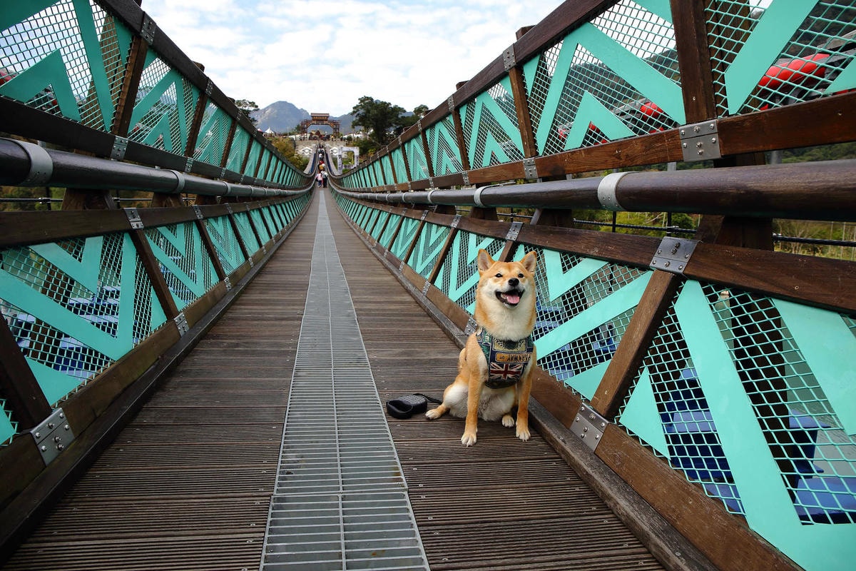 【桃園寵物友善餐廳、旅遊景點懶人包】帶毛小孩吃喝玩樂趴趴GO