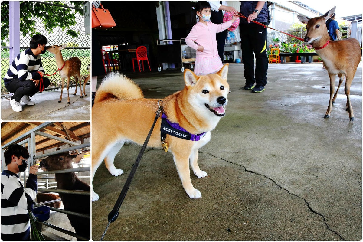 【桃園寵物友善餐廳、旅遊景點懶人包】帶毛小孩吃喝玩樂趴趴GO